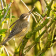 Phragmite des joncs dans la Somme